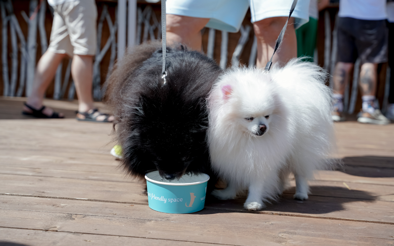 ValtaPetProducts_f7_R_3_2025.png